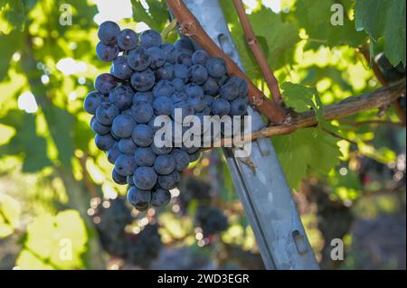 Gros plan : raisins bleus sur la vigne avant la récolte Banque D'Images