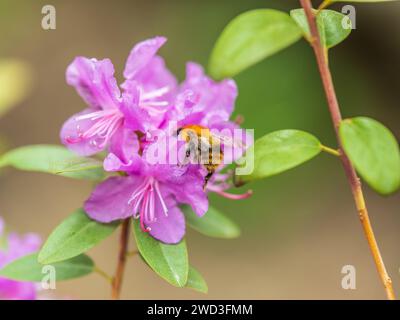 Fleurs roses de l'espace de copie de rhododendron sibérien. Rhododendron dauricum. Floraison printanière du rhododendron de l'Altaï. Plan rapproché de Rhododendron dauricu Banque D'Images