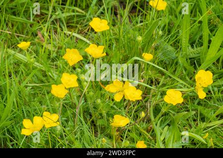 Fleurs jaunes de buttercup bulbeux, ranunculus bulbosus, également connu sous le nom de St. Le navet d'anthony, au printemps, pays-Bas Banque D'Images