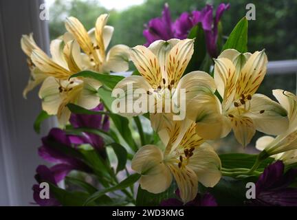 L'alstroemeria fleurs Banque D'Images