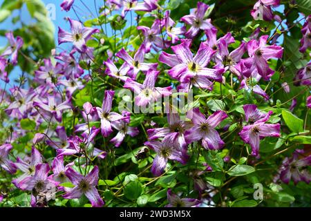 clématites de fleur de cuir italien Banque D'Images