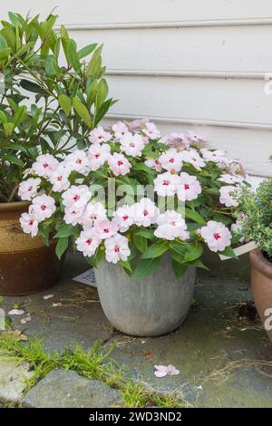 Récipient de pot avec blanc occupé lizzy impatiens walleriana comme un affichage à l'extérieur de la maison. Banque D'Images