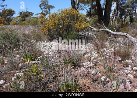 Printemps dans l'outback d'Australie occidentale, lorsque des fleurs sauvages endémiques comme Mulla mulla, des marguerites blanches éternelles et un buisson jaune sont en plein essor Banque D'Images