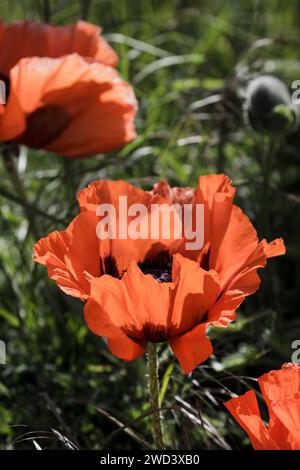 Grande fleur de coquelicot orientale orange Papaver avec pétales froissés et marques intérieures violettes et noires avec pétales transparents au soleil Banque D'Images