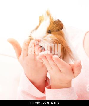 cobaye tricolore sur les mains d'un petit enfant. Petite fille tenant un cochon d'inde sur les mains Banque D'Images