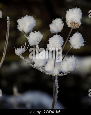 Vache persil anthriscus sylvestris tête de graine umbel en hiver gelé et couvert de neige et Hoar fost Banque D'Images