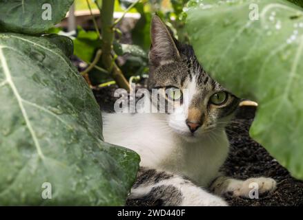 Tabby & White Cat assis parmi les feuilles de chou Banque D'Images