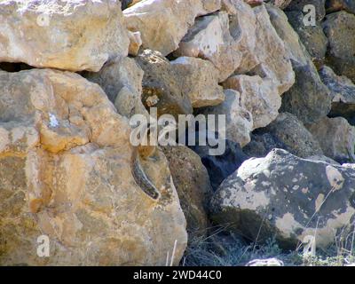 Écureuil de Barbarie (Atlantoxerus getulus) sur l'île espagnole Fuerteventura une des îles Canaries Banque D'Images