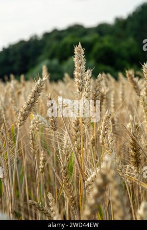 Champ de blé prêt pour la récolte sur les terres agricoles européennes. Banque D'Images