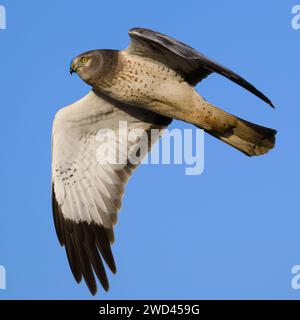 Gros plan d'un harrier nord mâle en vol avec aile étendue montrant l'extrémité de l'aile noire et le disque facial Banque D'Images