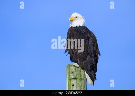 Adulte sauvage aigle à tête blanche debout fièrement sur un poteau patiné isolé contre le ciel bleu Banque D'Images