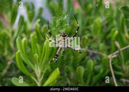 Guêpe araignée (Argiope bruennichi) assis sur un web en Espagne Banque D'Images