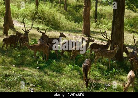 Un groupe de cerfs dans la forêt de la réserve de tigres de Bandipur au Karnataka Banque D'Images