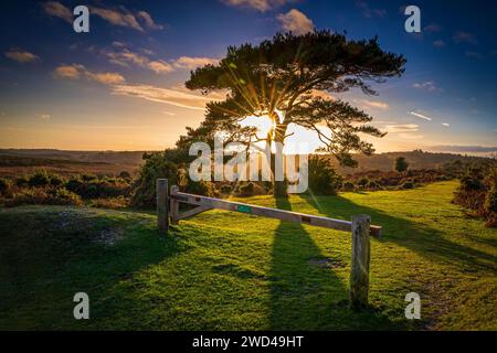 Coucher de soleil sur un pin solitaire à Bratley View pendant l'automne dans le parc national de New Forest dans le Hampshire, Angleterre, Royaume-Uni Banque D'Images