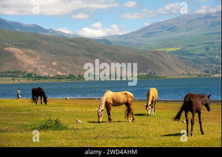 Chevaux sur les rives du lac la Angostura, El Mollar, province de Tucuman, Argentine Banque D'Images