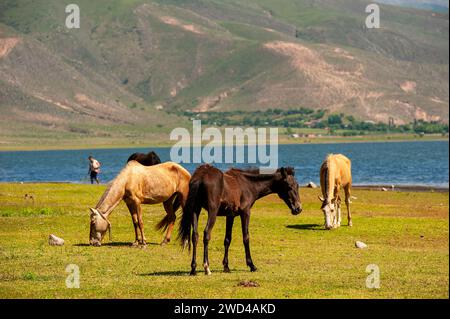 Chevaux sur les rives du lac la Angostura, El Mollar, province de Tucuman, Argentine Banque D'Images