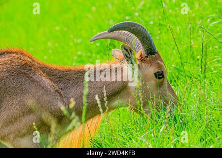 Le mouton baresque, également connu sous le nom d'aoudad, est une espèce de caprin originaire des montagnes rocheuses en Afrique du Nord. Six sous-espèces ont été décrites. Barbary she Banque D'Images