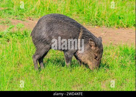 Gros plan de Peccary à collier Pecari tajacu vu en profil. Photo de haute qualité Banque D'Images