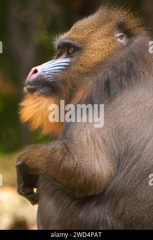 Mandrill (Mandrillus sphinx), le Zoo de San Diego, Balboa Park, San Diego, Californie Banque D'Images