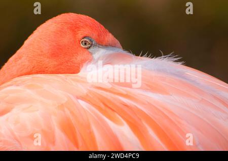 Caraïbes flamingo (Phoenicopterus ruber), du Zoo de San Diego, Balboa Park, San Diego, Californie Banque D'Images