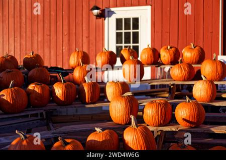 Citrouilles sur un présentoir sur un stand à une ferme, New Jersey, États-Unis Banque D'Images