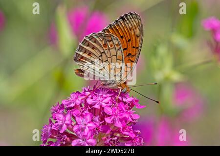 Papillon fritillaire Niobe sur fleur rose. Gros plan, sous l'aile. (Argynnis niobe) Banque D'Images