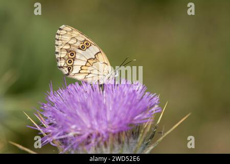 Balkan Marbled papillon blanc sur une fleur violette, gros plan, sous l'aile. (Melanargia larissa) Banque D'Images