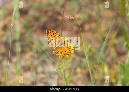 Papillon fritillaire Niobe sur fleur de couleur jaune. Gros plan, sur l'aile. (Argynnis niobe) Banque D'Images