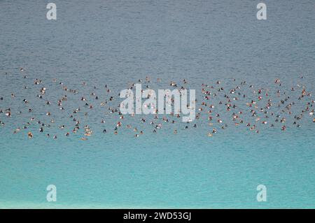 Canards pochard communs dans un groupe au lac Salda en Turquie (Aythya ferina) Banque D'Images