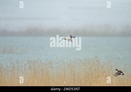 Turquoise eurasien (Anas crecca) décollant des roseaux sur un sol enneigé Banque D'Images