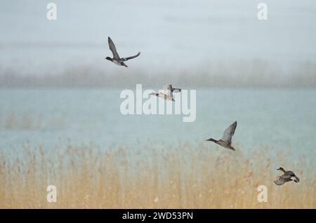 Turquoise eurasien (Anas crecca) décollant des roseaux sur un sol enneigé Banque D'Images