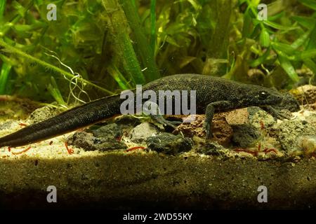 Gros plan naturel sur une femelle aquatique Triton balkanique à crête, Triturus ivanbureschi au printemps Banque D'Images