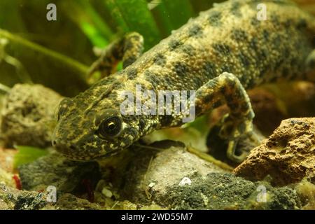 Gros plan naturel sur une femelle aquatique Triton balkanique à crête, Triturus ivanbureschi au printemps Banque D'Images