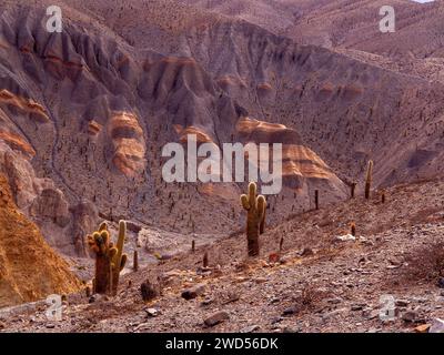 Paysage avec cactus à Ruta 51 qui relie Salta à San Antonio de Los Cobres, province de Salta, Argentine Banque D'Images