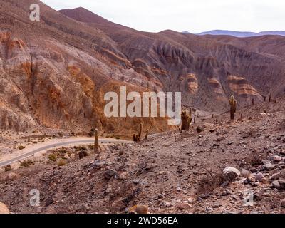 Paysage avec cactus à Ruta 51 qui relie Salta à San Antonio de Los Cobres, province de Salta, Argentine Banque D'Images