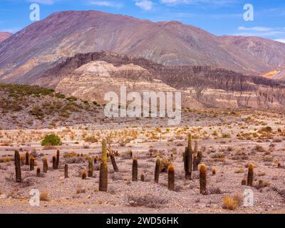 Paysage avec cactus à Ruta 51 qui relie Salta à San Antonio de Los Cobres, province de Salta, Argentine Banque D'Images