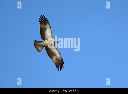 Aigle booté - Aquila (Hieeratus) pennata Banque D'Images