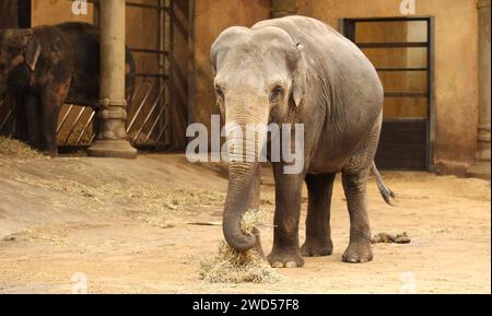 Asiatischer Elefant im Elefantenhaus im Tierpark Hagenbeck. Stellingen Hambourg *** éléphant d'Asie dans la maison d'éléphant au zoo de Hagenbeck Stellingen Hambourg Banque D'Images