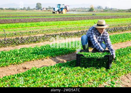 Workman récolte de la salade de maïs vert sur le terrain agricole Banque D'Images