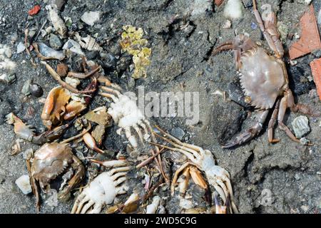 gros plan de plusieurs crabes morts jetés dans le sable d'une rivière. Fruits de mer Banque D'Images