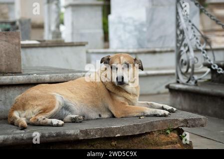 Chien caramel couché sur du ciment regardant sur le côté. Animal de la rue. Banque D'Images