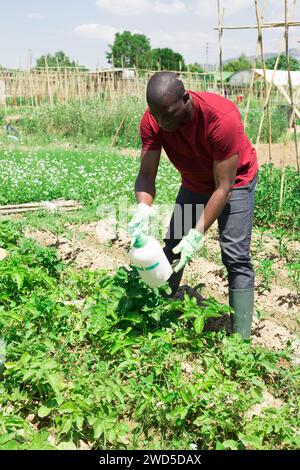 Une équipe de travailleurs a pulvérisé des insecticides sur les plantes sur le terrain Banque D'Images