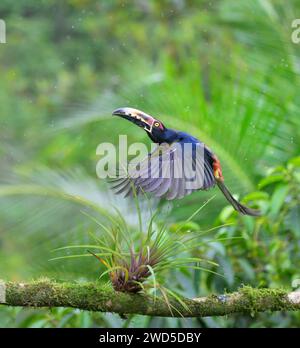 Aracari (Pteroglossus torquatus) volant sous la pluie, Laguna del Lagarto Eco Lodge, Boca Tapada, Alajuela, Costa Rica. Banque D'Images