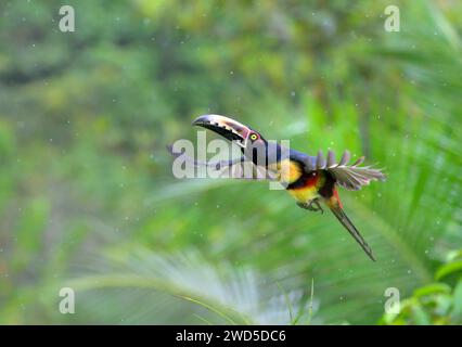 Aracari (Pteroglossus torquatus) volant sous la pluie, Laguna del Lagarto Eco Lodge, Boca Tapada, Alajuela, Costa Rica. Banque D'Images