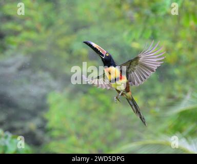 Aracari (Pteroglossus torquatus) volant sous la pluie, Laguna del Lagarto Eco Lodge, Boca Tapada, Alajuela, Costa Rica. Banque D'Images