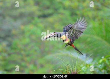 Aracari (Pteroglossus torquatus) volant, Laguna del Lagarto Eco Lodge, Boca Tapada, Alajuela, Costa Rica. Banque D'Images