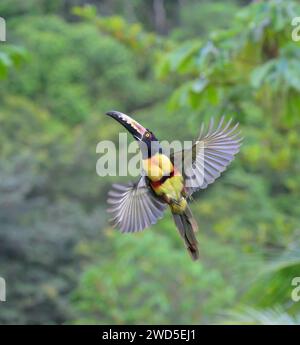 Aracari (Pteroglossus torquatus) volant, Laguna del Lagarto Eco Lodge, Boca Tapada, Alajuela, Costa Rica. Banque D'Images