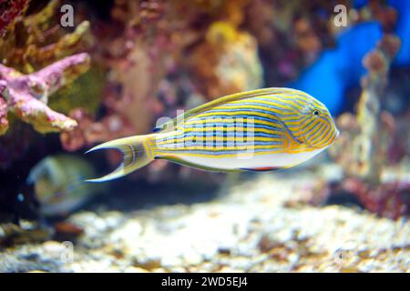 Acanthurus lineatus, le poisson-souris ligné naviguant gracieusement dans son Royaume sous-marin, incarne la beauté vibrante de la lif marine Banque D'Images