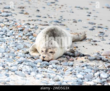 Malade, jeune phoque commun (Phoca vitulina vitulina) couché épuisé sur la plage avec du sable et des cailloux, mourant, sang sur la bouche, infection mortelle avec Banque D'Images