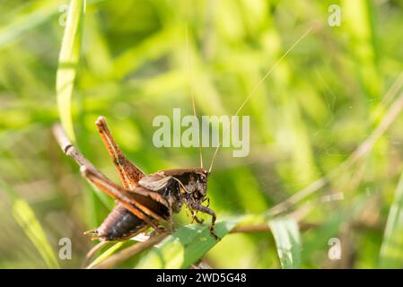Cricket de brousse foncé (Pholidoptera griséoaptera) ou sauterelle arbustive commune, sauterelle à doigts longs, mâle brun assis dans l'herbe haute d'un Banque D'Images